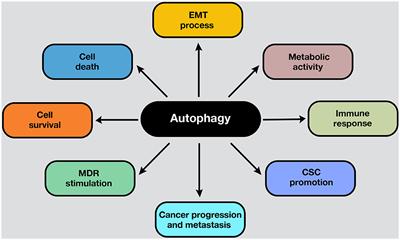 Autophagy Takes Center Stage as a Possible Cancer Hallmark